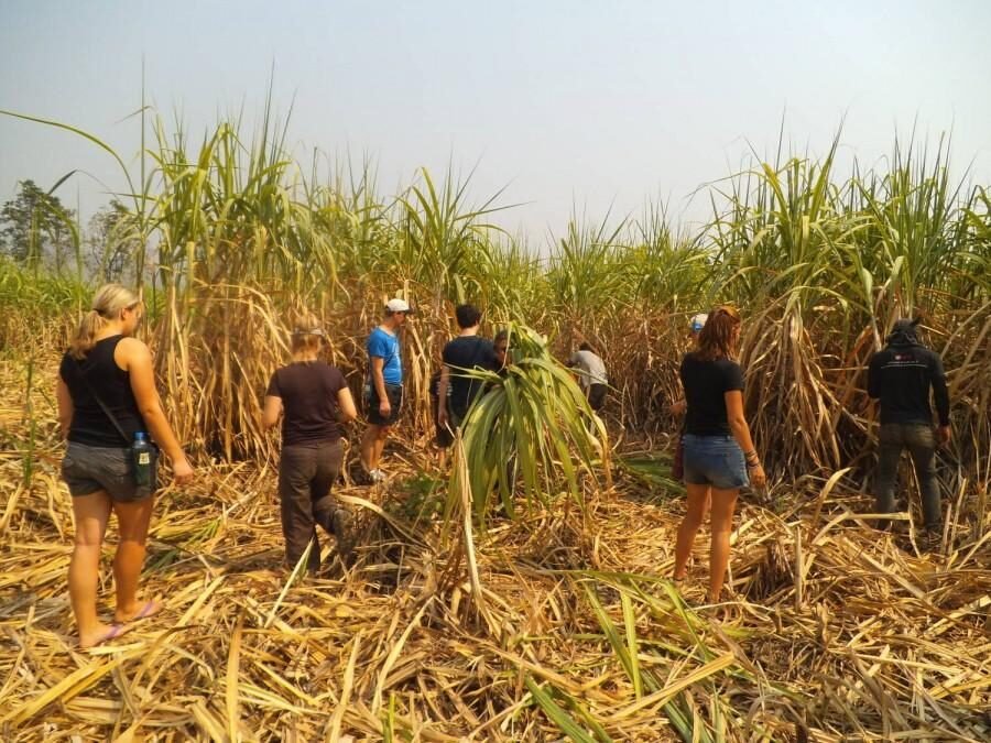 Group harvesting in the sugarcane field